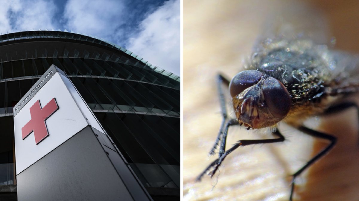 Akutmottagningen på Skånes universitetssjukhus har drabbats av en invasion av flugor.